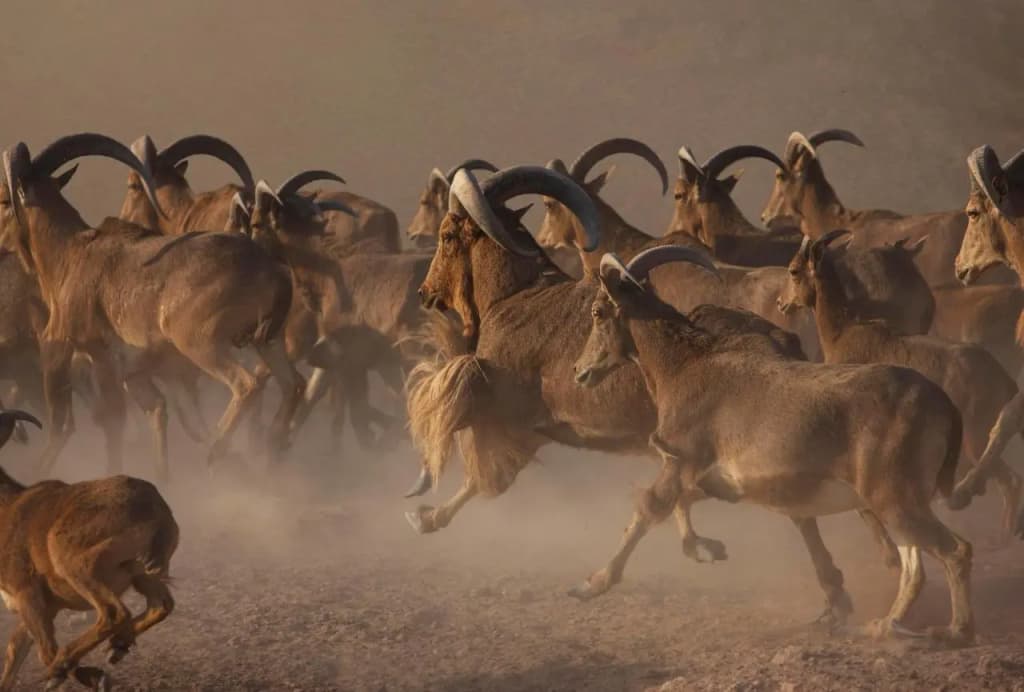 Anantara Sir Bani Yas Island Al Yamm Villa Resort - photo 21
