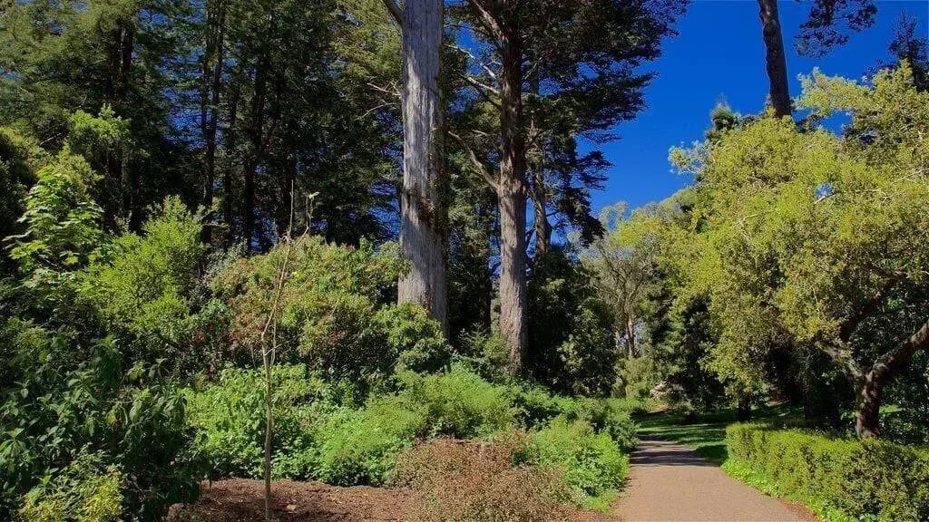 Stanyan Park Hotel - photo 14