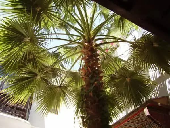Riad Magie DOrient - photo 17