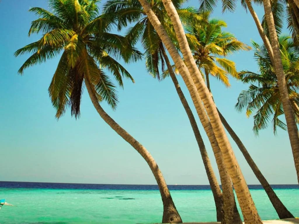 Arena Lodge Maldives - photo 32