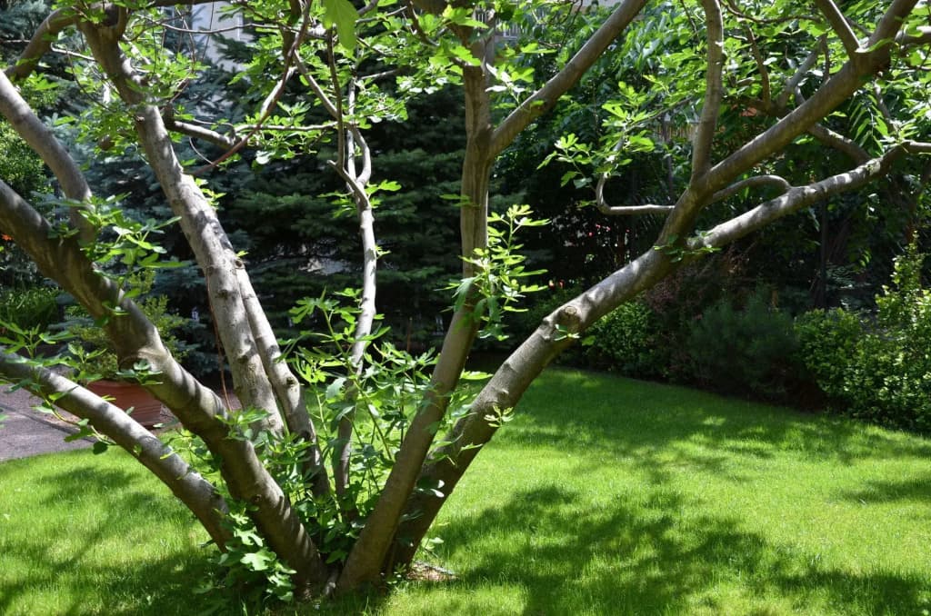 Fig Tree House Budapest - photo 18
