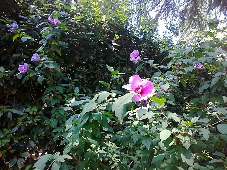 B&B Appia Felis - photo 2