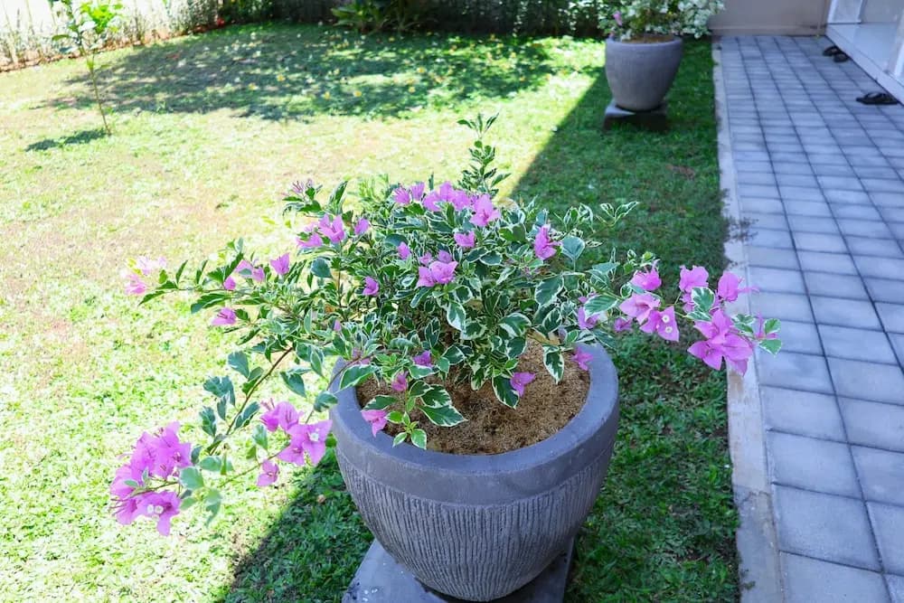 Pondok Dete Guesthouse - photo 9