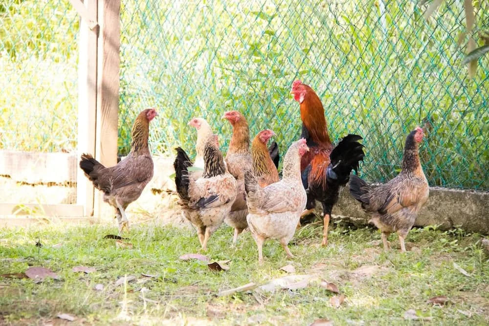 Kampung Bongsu Farmstay - photo 13