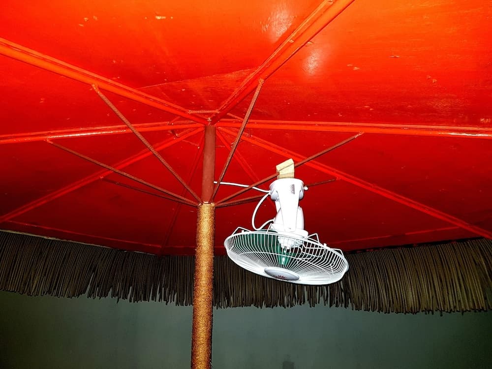 Island Guest - photo 23