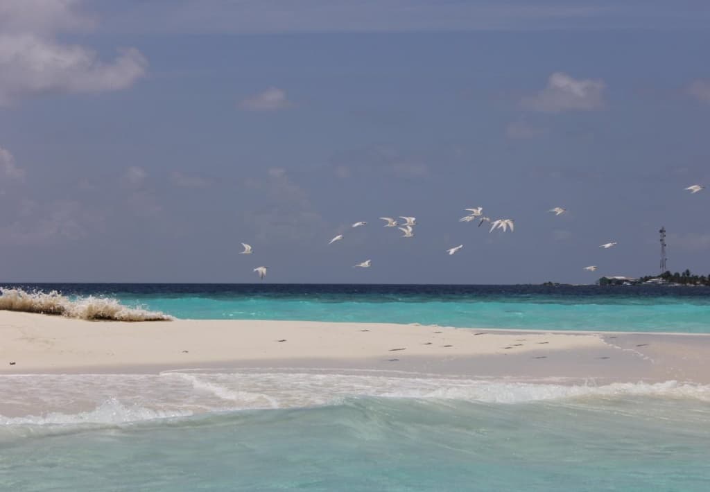 Pandanus Villa - Velidhu - photo 7