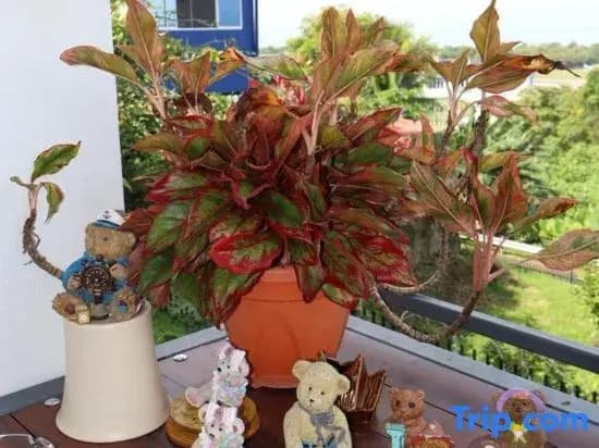 KK Sunset Villa | Sea View & Scenic Balcony - photo 15