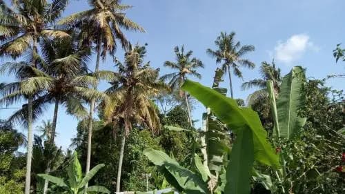Uma Loris Ubud - photo 6