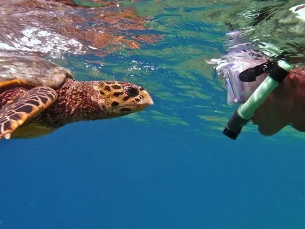 Velaa Vani - The Turtle Hive Maldives - photo 1