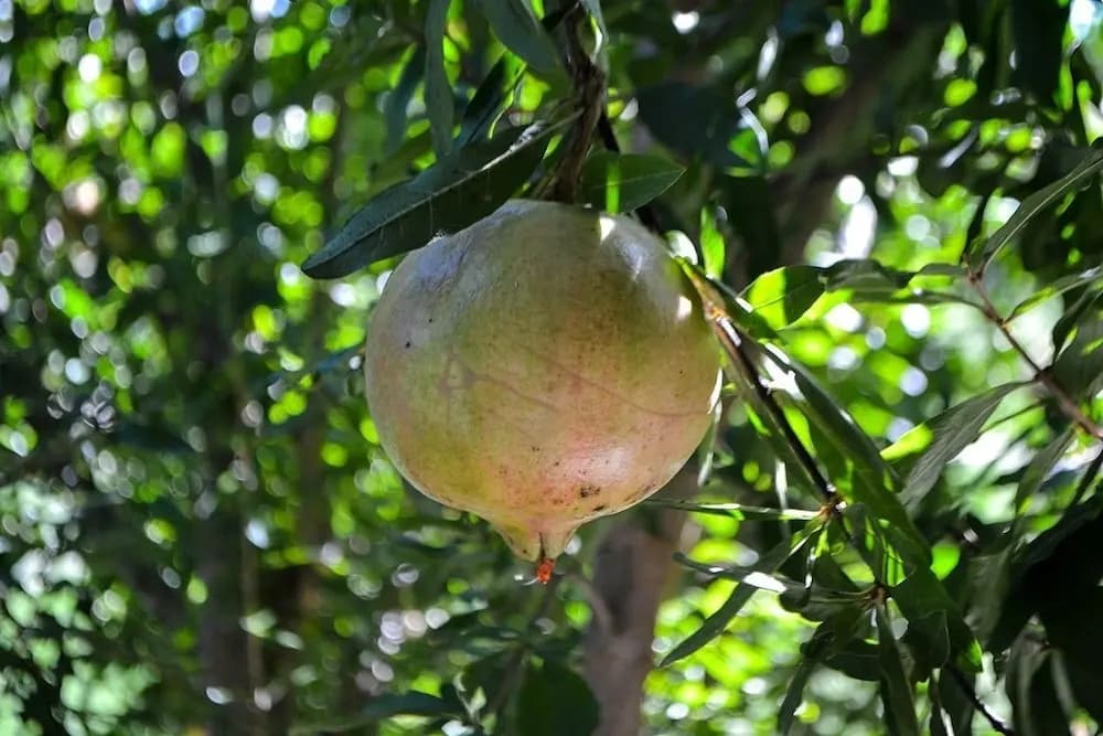 Ars Naturae Biologic Farm - photo 10