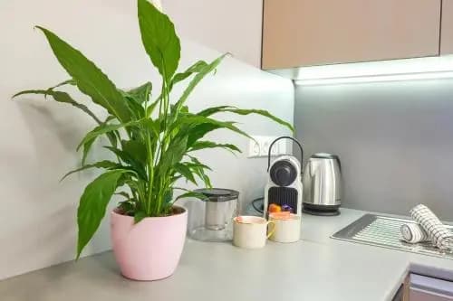 Residence Rybna 9- Old Town - photo 16