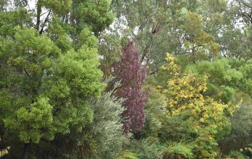 Sanctuary House Healesville Motel - photo 14
