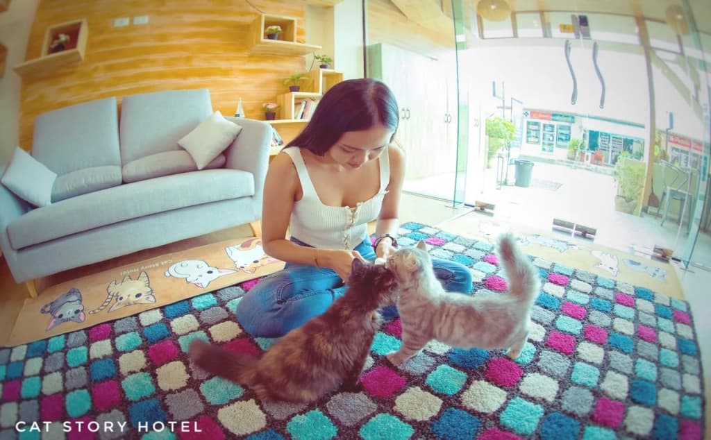 Cat Story Hotel - photo 12