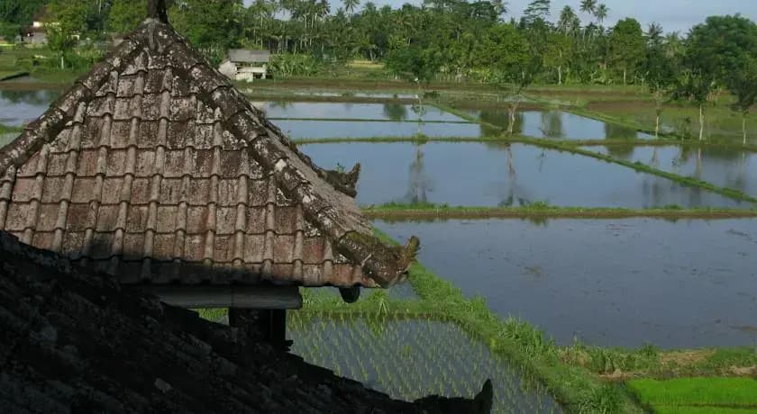 Swallow Guesthouse - photo 2