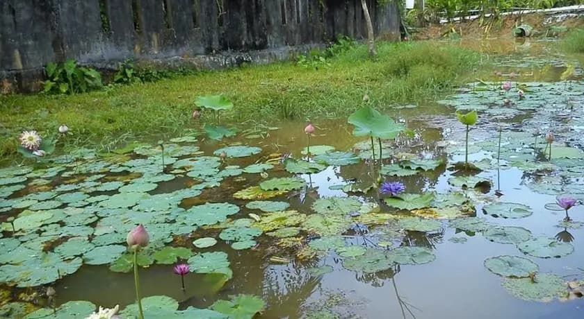 Phupha Srirung Resort - photo 4