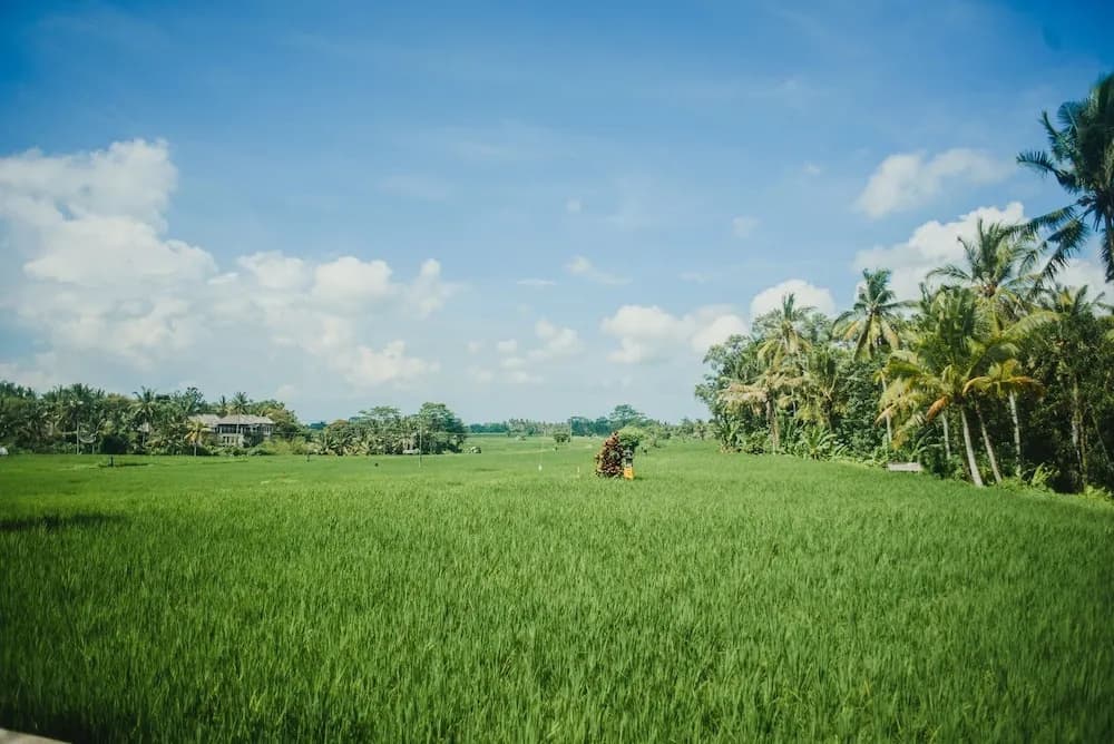 Bhuana Shanti Ubud - photo 15