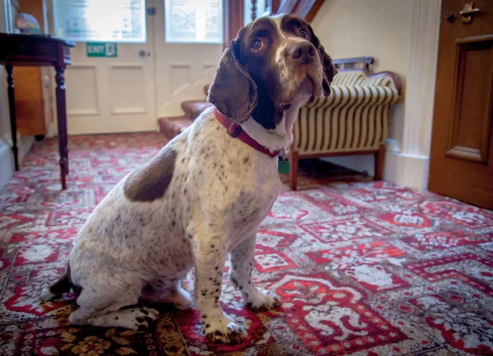 Kingsley Guest House Edinburgh - photo 3