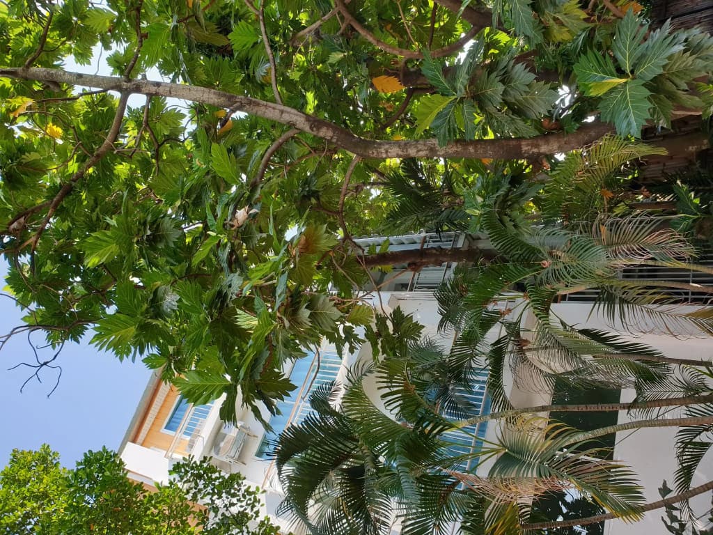 Breadfruit - photo 2