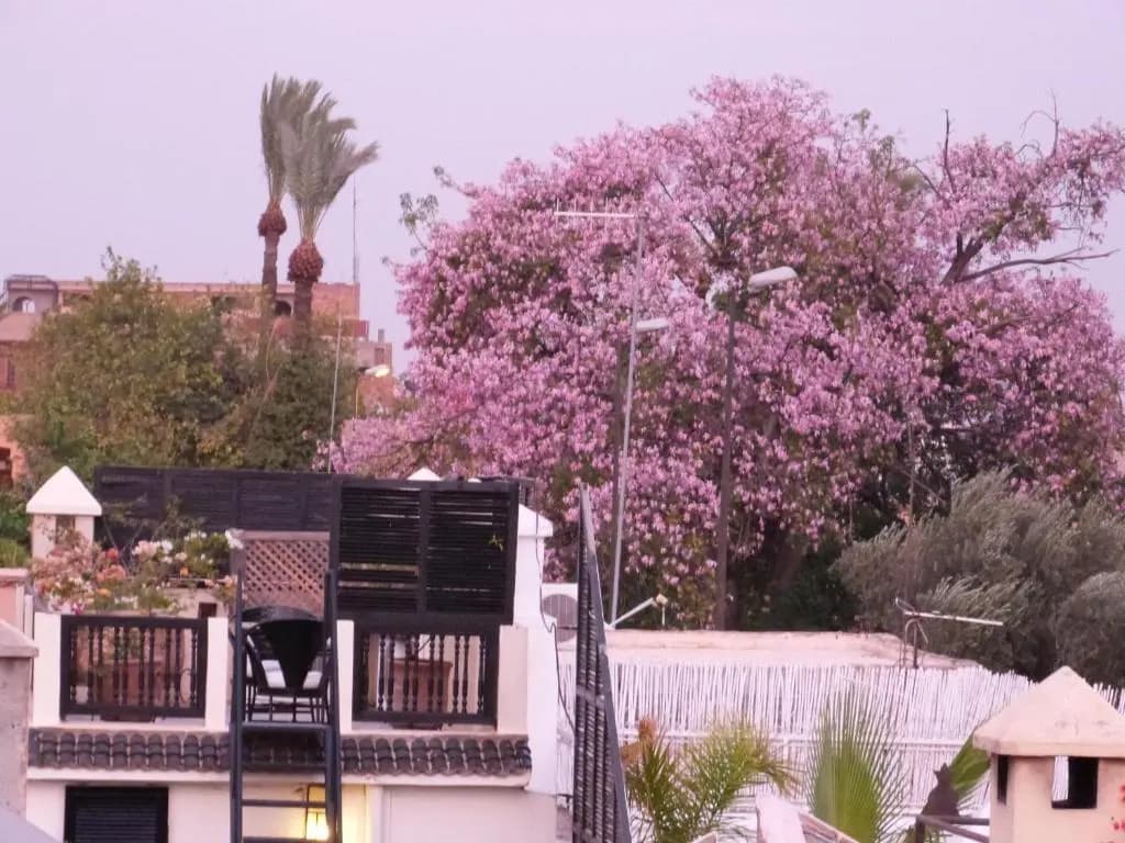 Riad Manissa - main photo