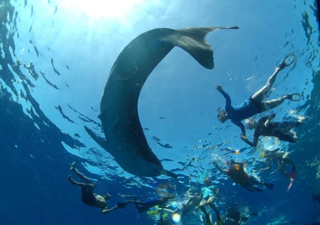 Rincodon Hotel Maldives - photo 5