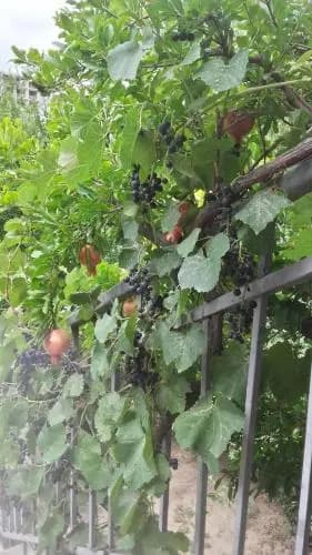 Summer Garden - photo 2