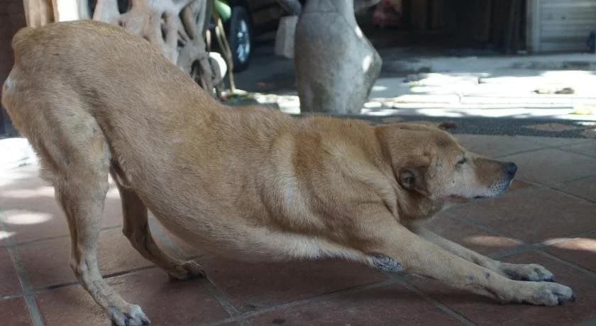 Tari Bed & Breakfast - photo 17