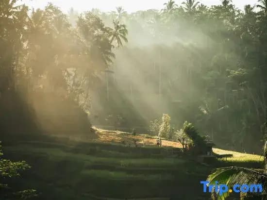 Private Room Near Ubud Monkey Forest Bali - photo 8