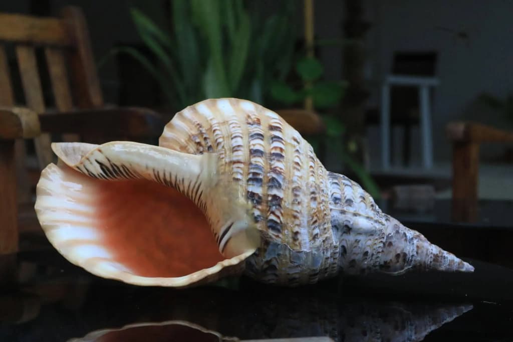 Banana Residence - photo 14
