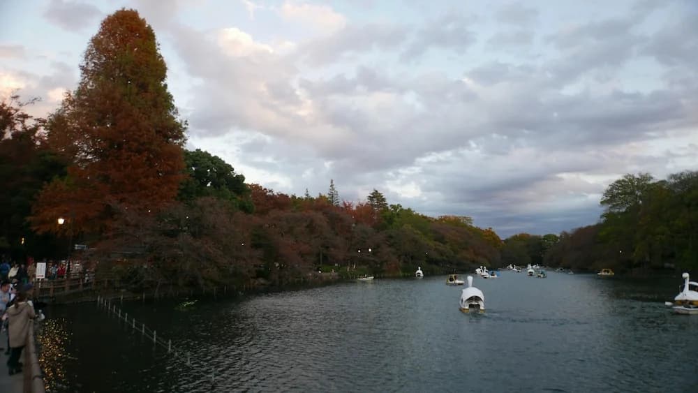 Tsuru 101 - photo 12