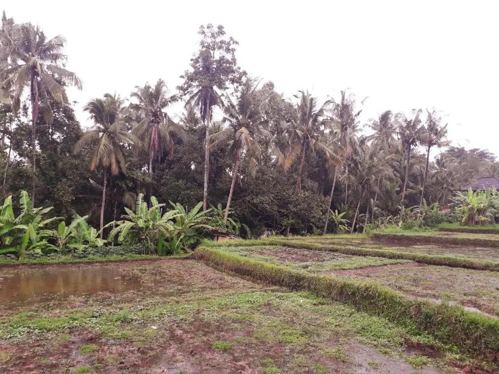 Galang Hari Villa - photo 17
