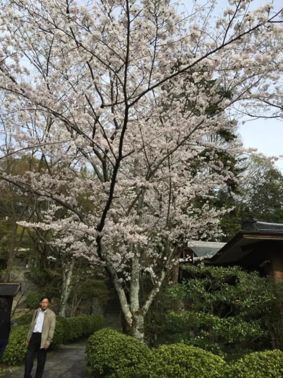 Ryokan Uemura - photo 2