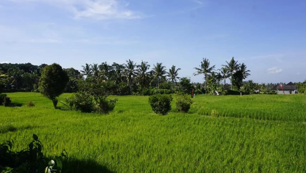 Sari Bamboo Bungalows - photo 23