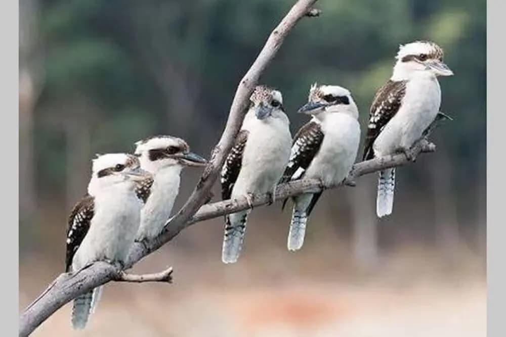 Kookaburra Retreat - photo 31