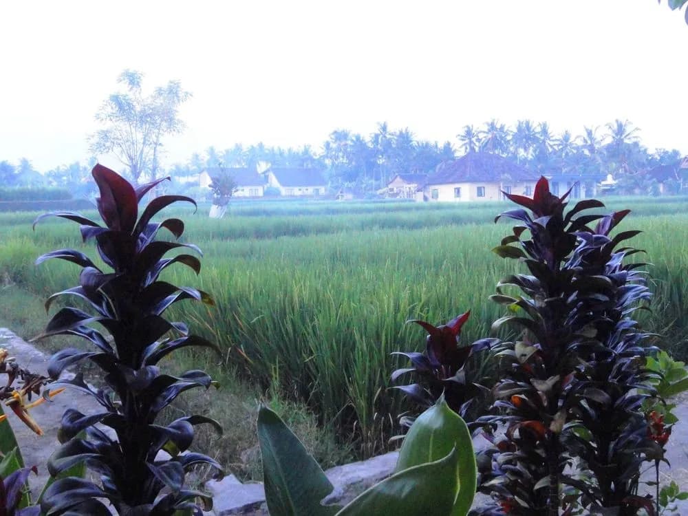 Shriman Yoga Bungalow - photo 17