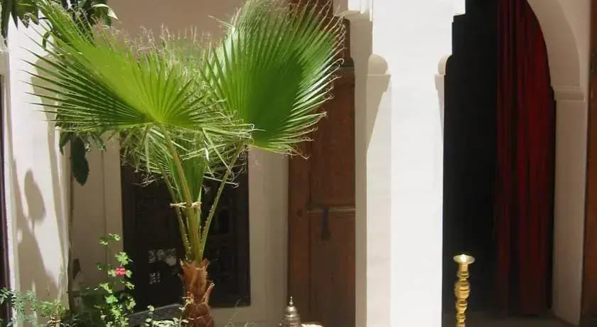 Riad Habiba - photo 11