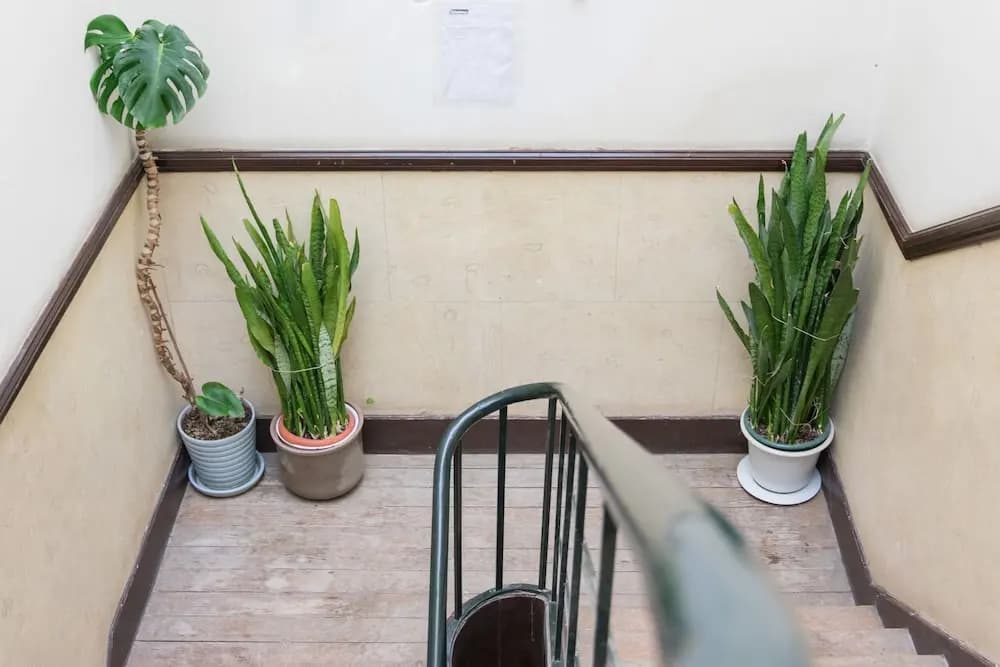 The Mulberry Tree Lisbon Hostel - photo 6