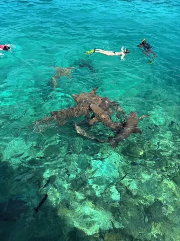 Velaa Vani - The Turtle Hive Maldives - photo 28