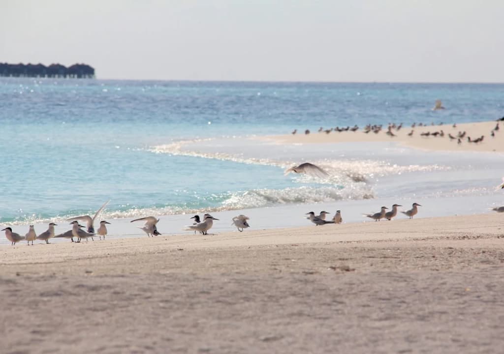 Dhivehi Experience - photo 6