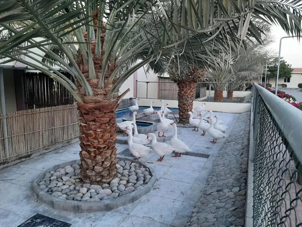 Asahalah Farm Villas - photo 20