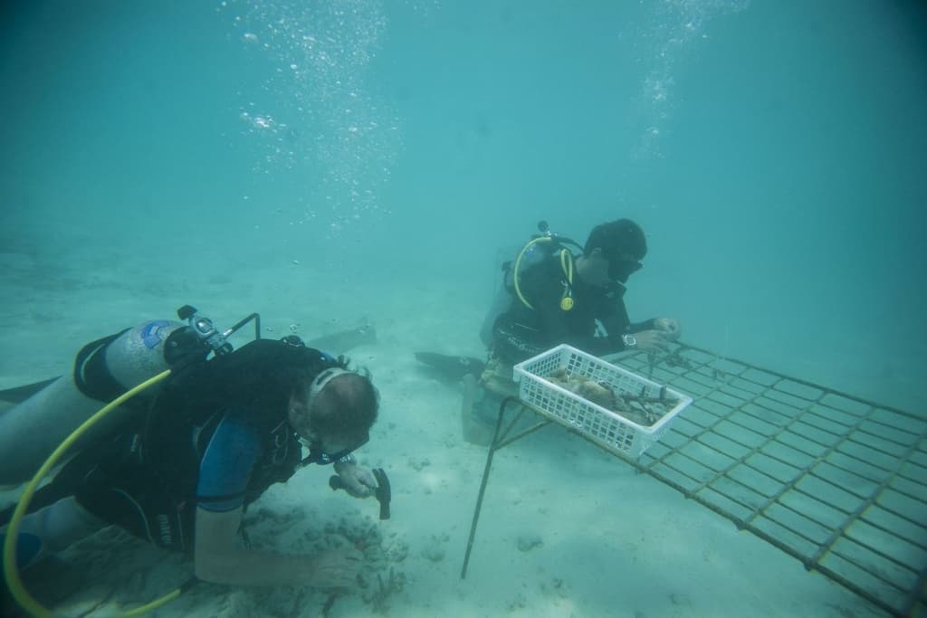 Taj Coral Reef Resort & Spa - photo 28