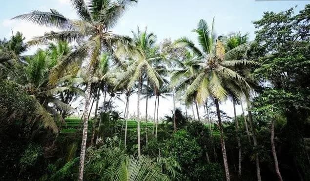穆拉瓦尔曼宾馆(Mulawarman Guesthouse) - photo 1