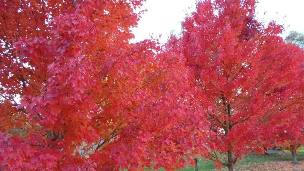 Healesville Getaway - photo 9