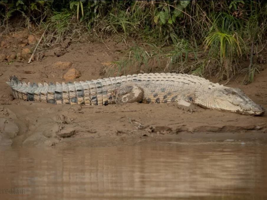 Borneo Nature Lodge - photo 10