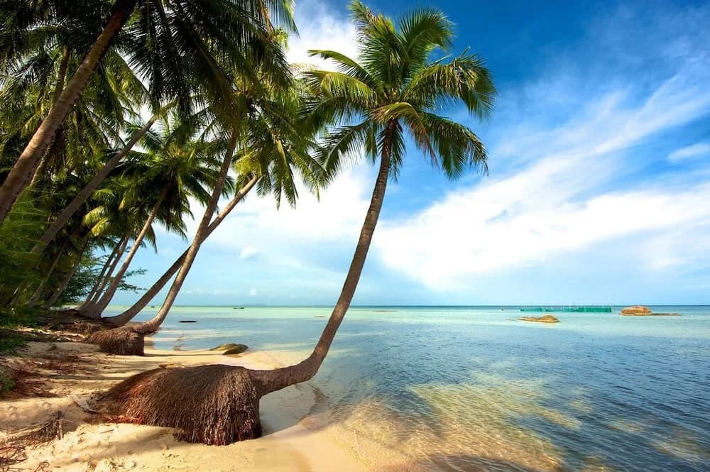 Cali Phu Quoc Hotel - photo 13