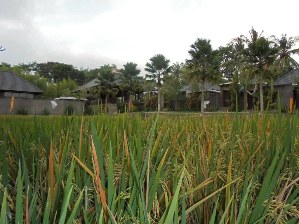 Umae Villa - photo 15