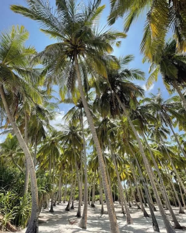 Suffix Retreat - Stay, Dive & Explore Fuvahmulah - photo 45