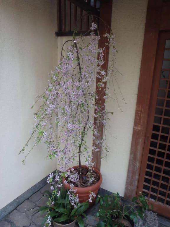 Kamuro An - photo 19