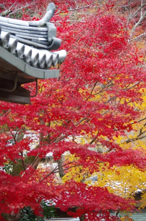 Ryoso Chatani - photo 23