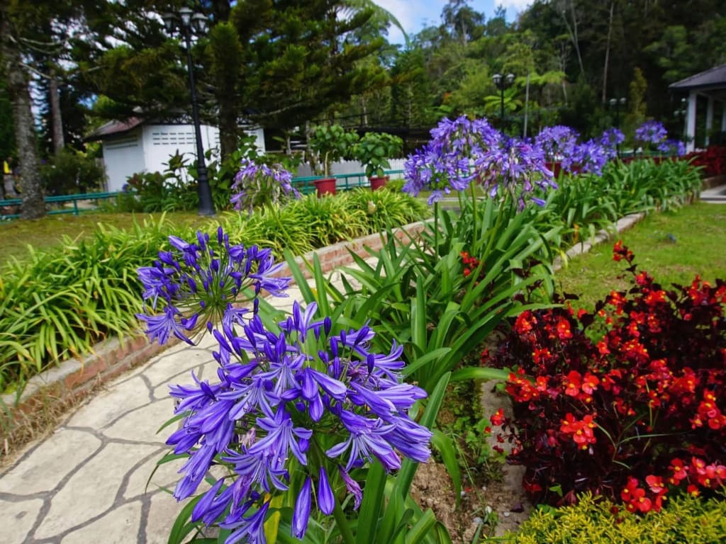 Silverstar Apartment @ Greenhill Resort - photo 13