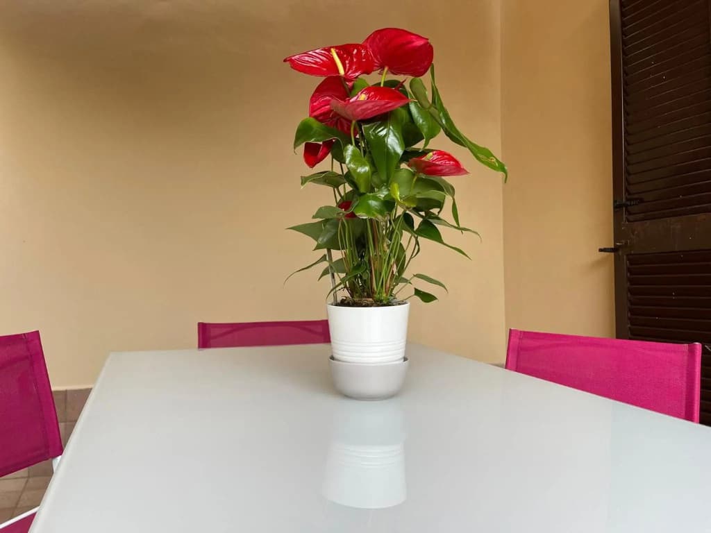 Flowers in Rome - photo 12